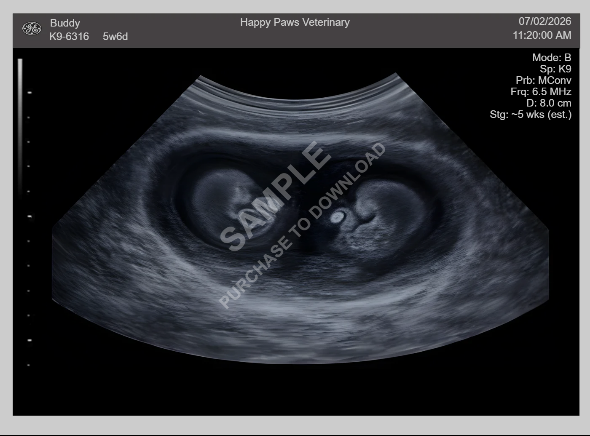 Dog Scan Generator